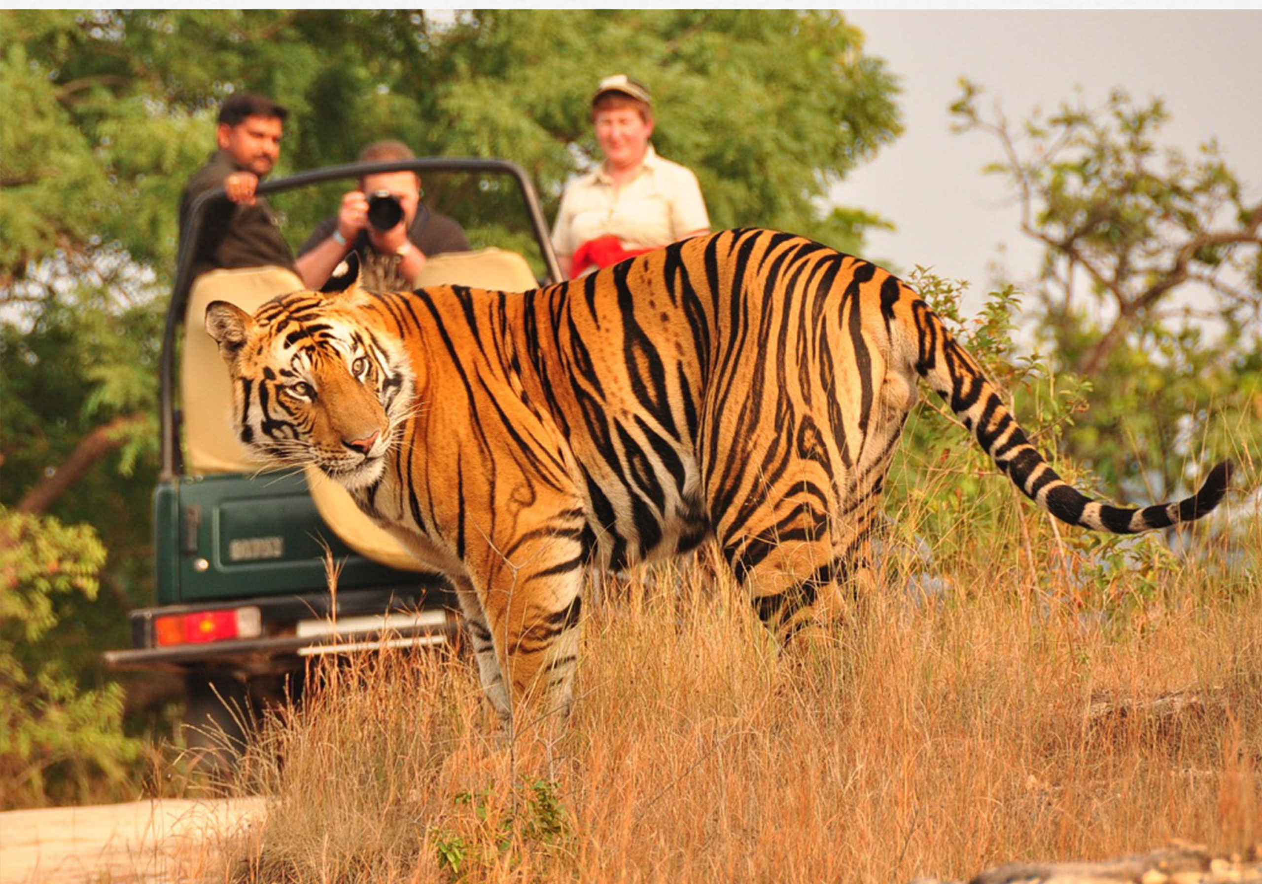  Private Golden Triangle Tour with Tigers Safari from Delhi - 5N6D