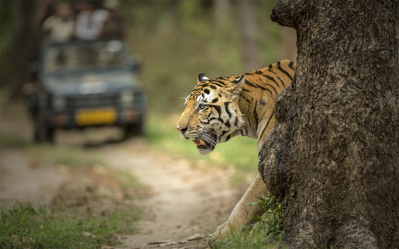 By Car- Delhi, Jaipur, Agra, and Ranthambore- 4N5D